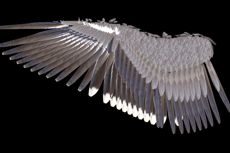 Procedural bird wings render